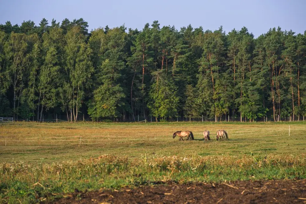 Koniki polskie na łące